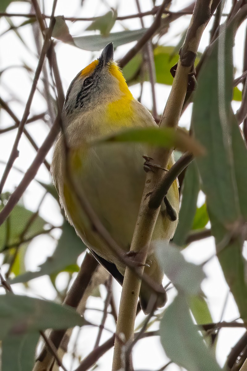 Striated Pardalote - Anthony Sokol