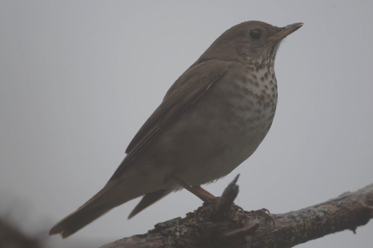 Bicknell's Thrush - Clay Bliznick