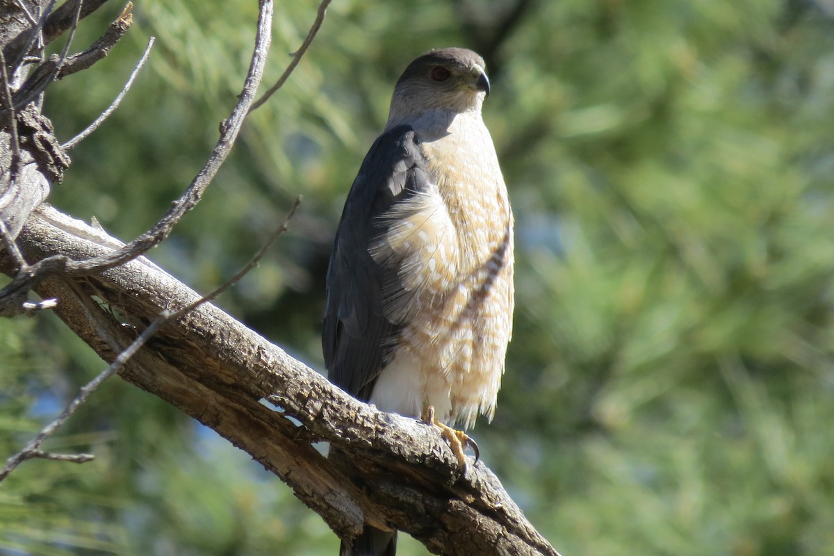 Cooper's Hawk - ML58896521