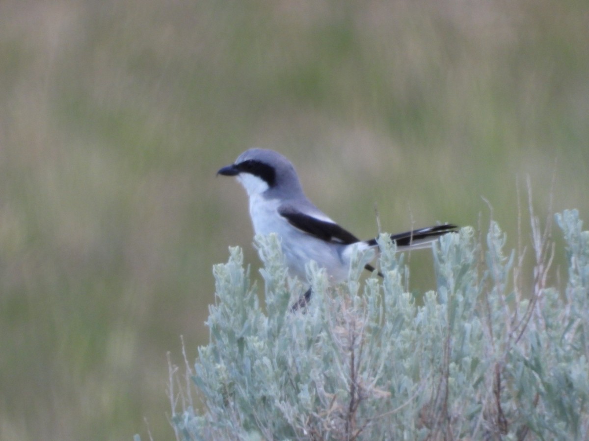 Loggerhead Shrike - Todd Barrow