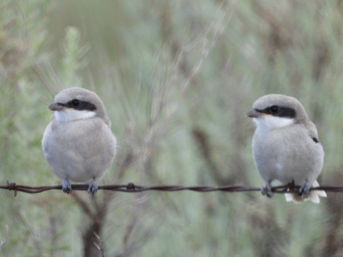 Loggerhead Shrike - Todd Barrow