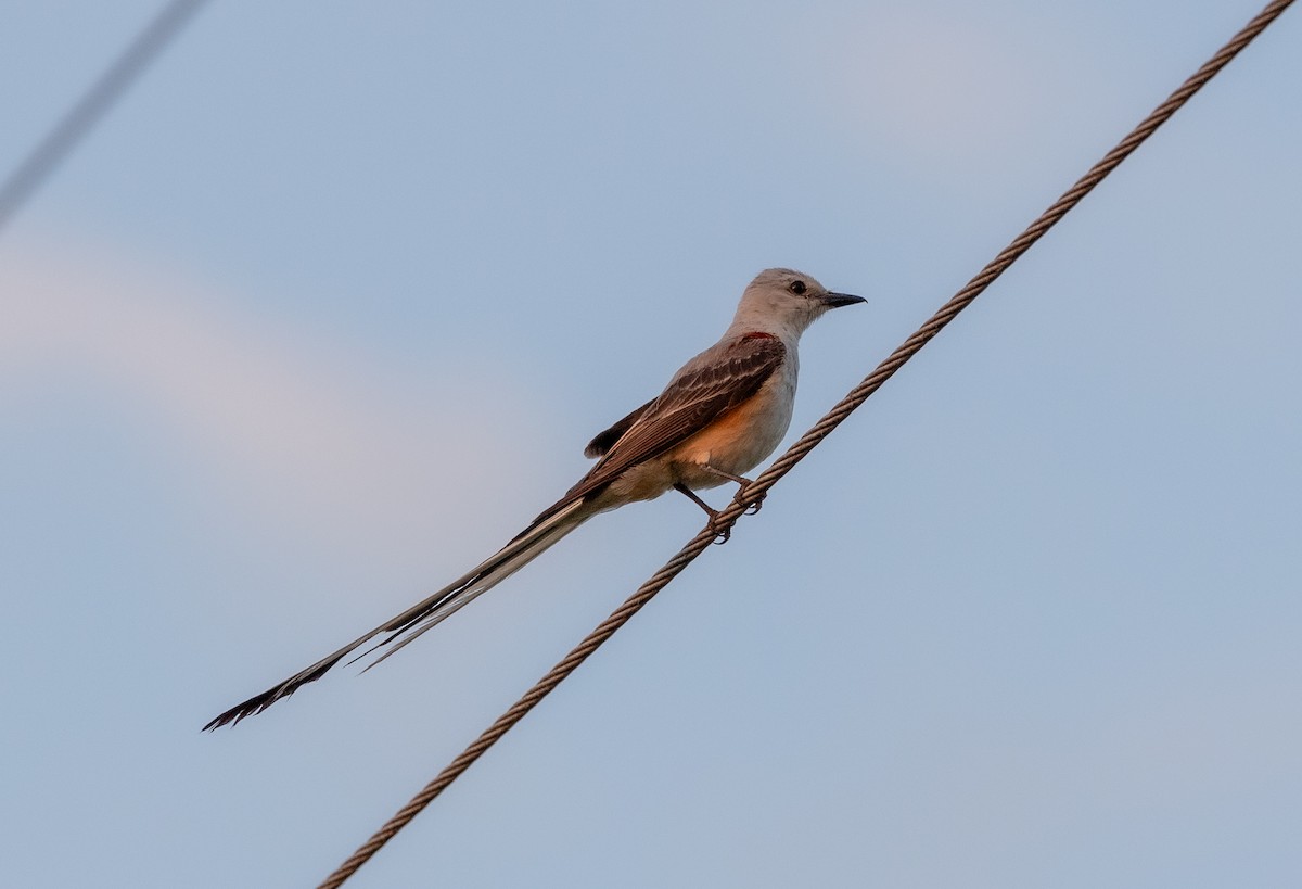 Scissor-tailed Flycatcher - ML588966221