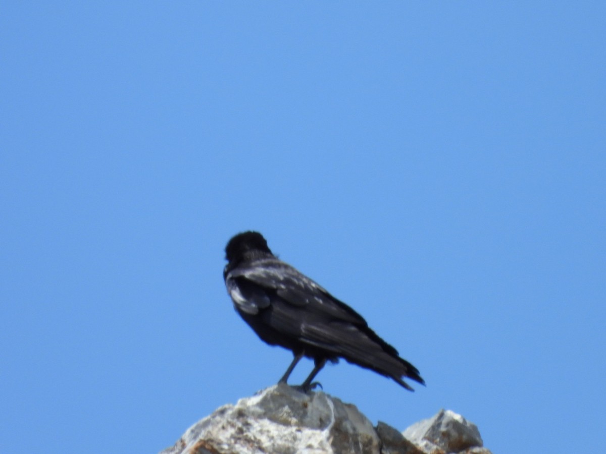 Common Raven - Todd Barrow