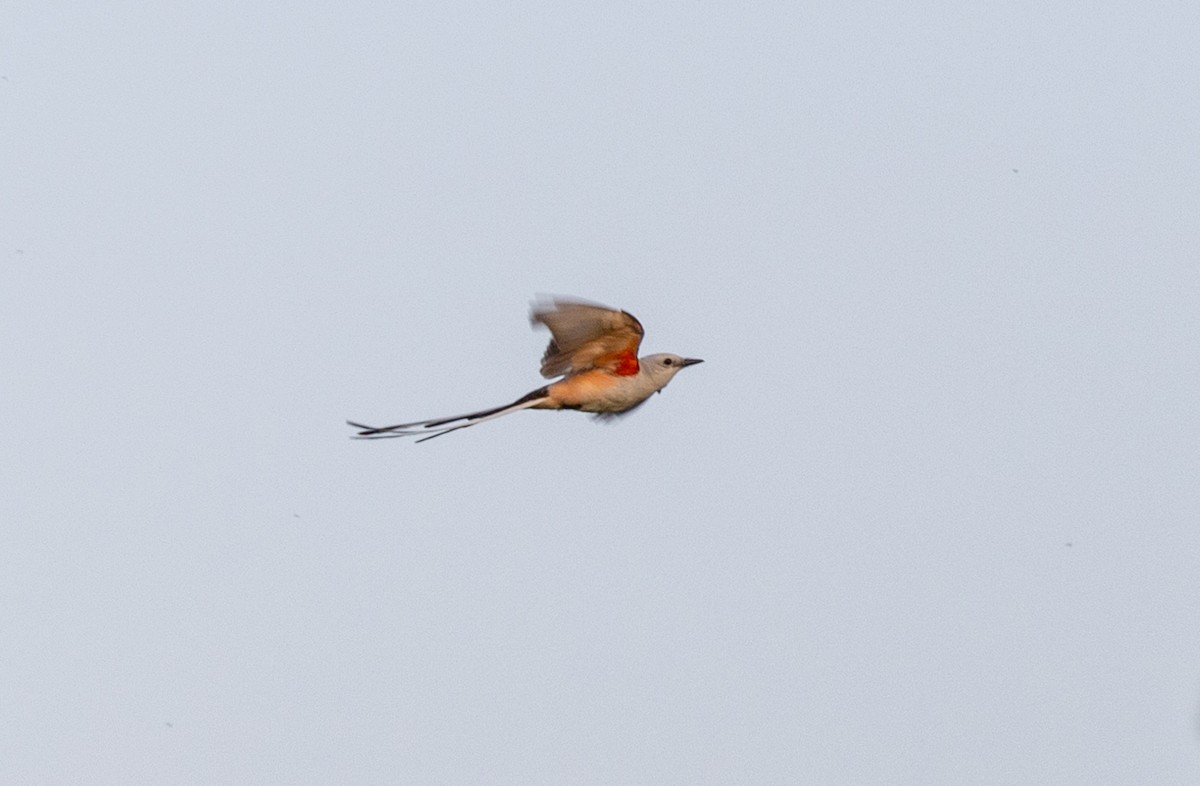 Scissor-tailed Flycatcher - ML588966381