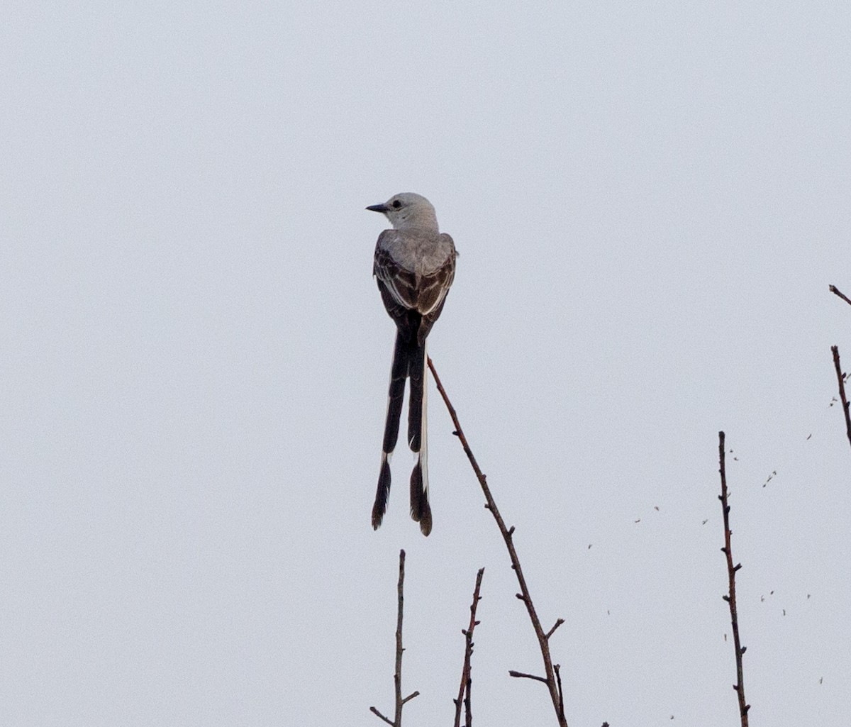 Scherenschwanz-Königstyrann - ML588966431