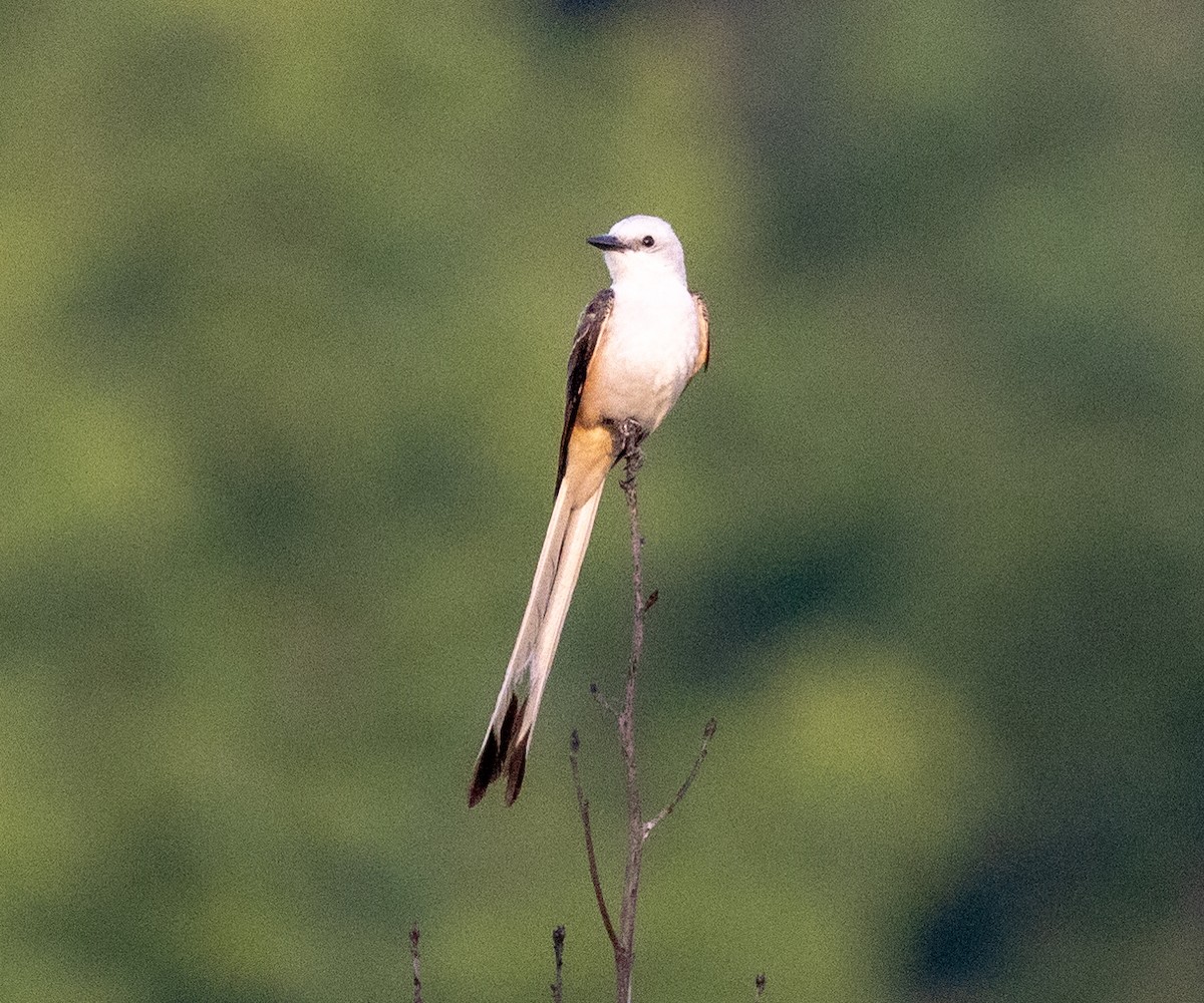 Scissor-tailed Flycatcher - ML588966441