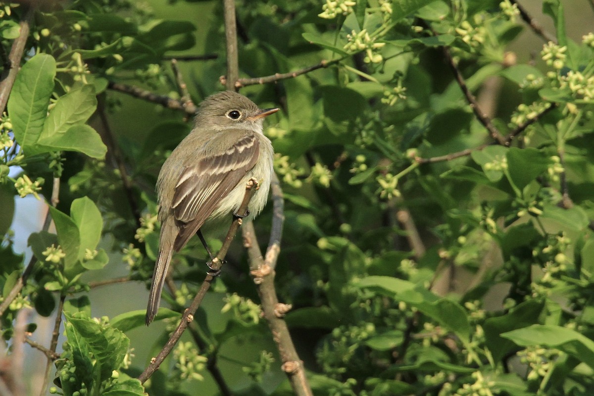 Least Flycatcher - ML588969281