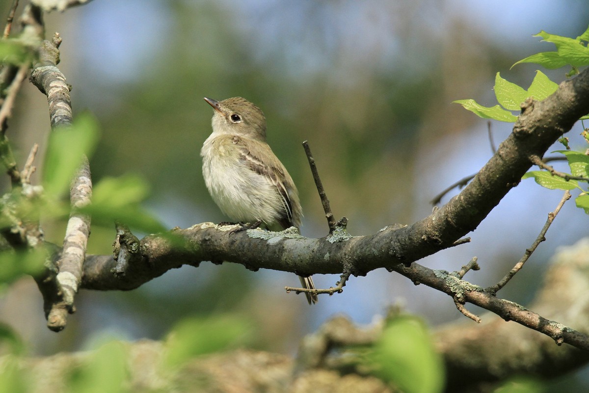 Least Flycatcher - ML588969291