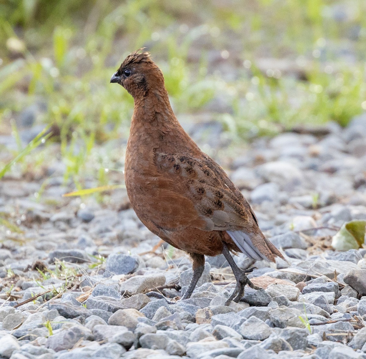 Northern Bobwhite - ML588969811