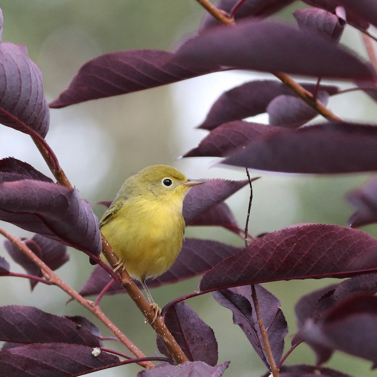 Yellow Warbler - ML588969881