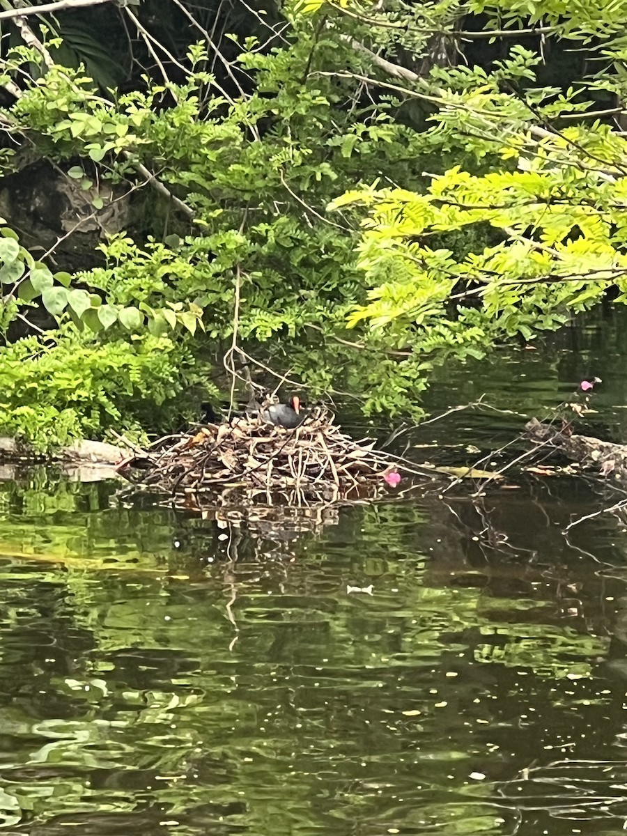 Gallinule d'Amérique - ML588969961