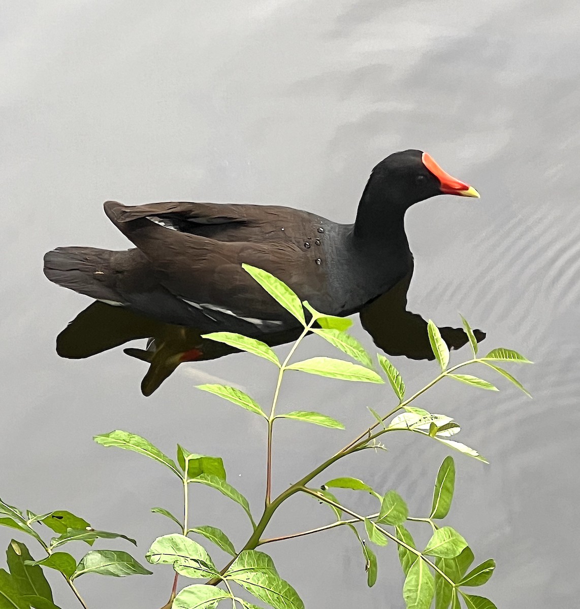 Gallinule d'Amérique - ML588969971