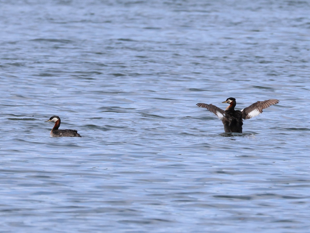 Red-necked Grebe - ML588970301