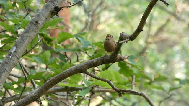 Eurasian Wren - ML588970611