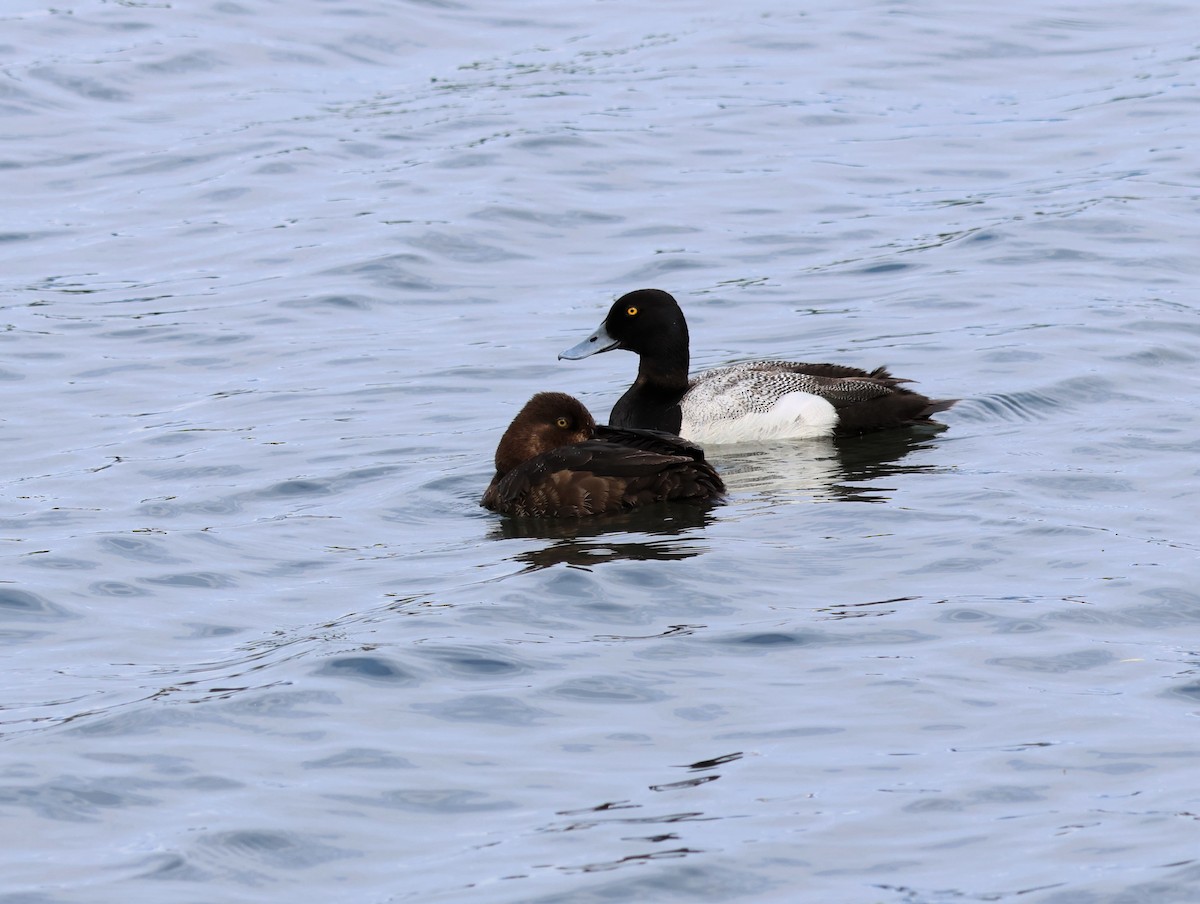 Greater Scaup - ML588971011