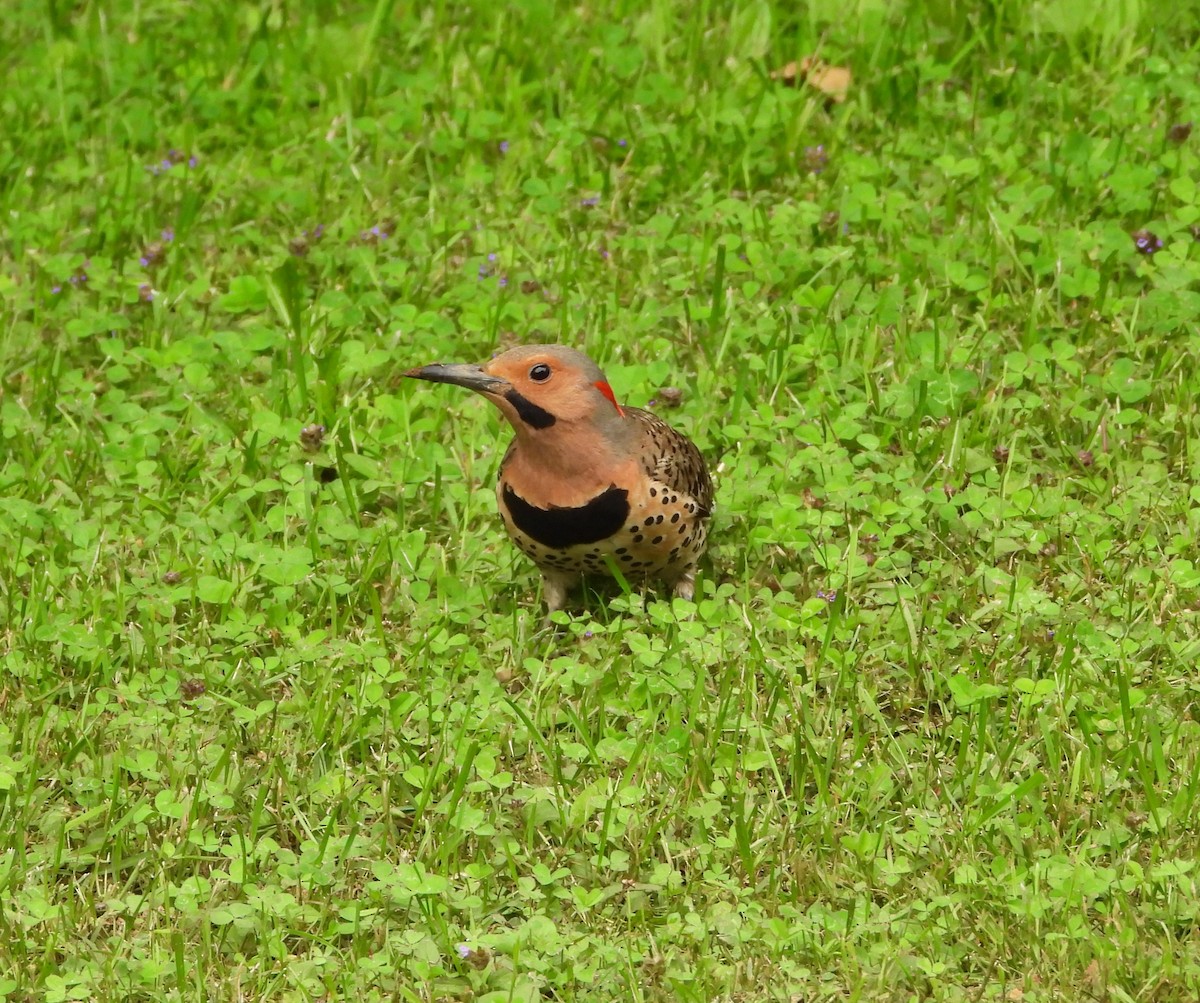 Northern Flicker - ML588971831