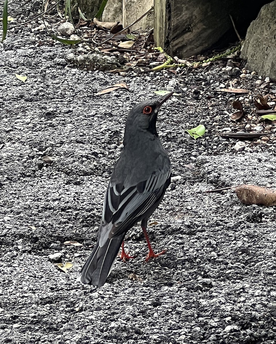 Red-legged Thrush - Lisa Sorenson