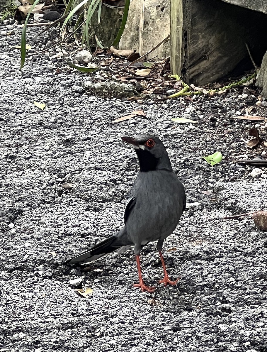 Red-legged Thrush - ML588973071