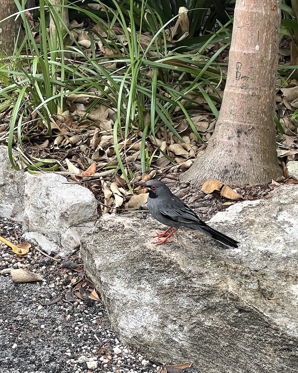 Red-legged Thrush - Lisa Sorenson