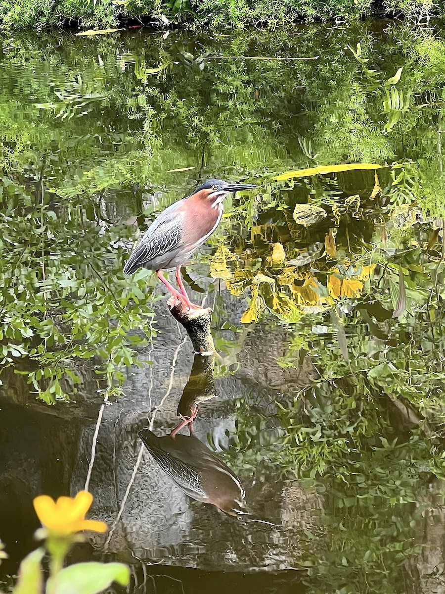 Green Heron - Lisa Sorenson