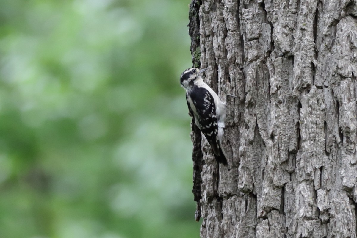 Downy Woodpecker - ML588973471