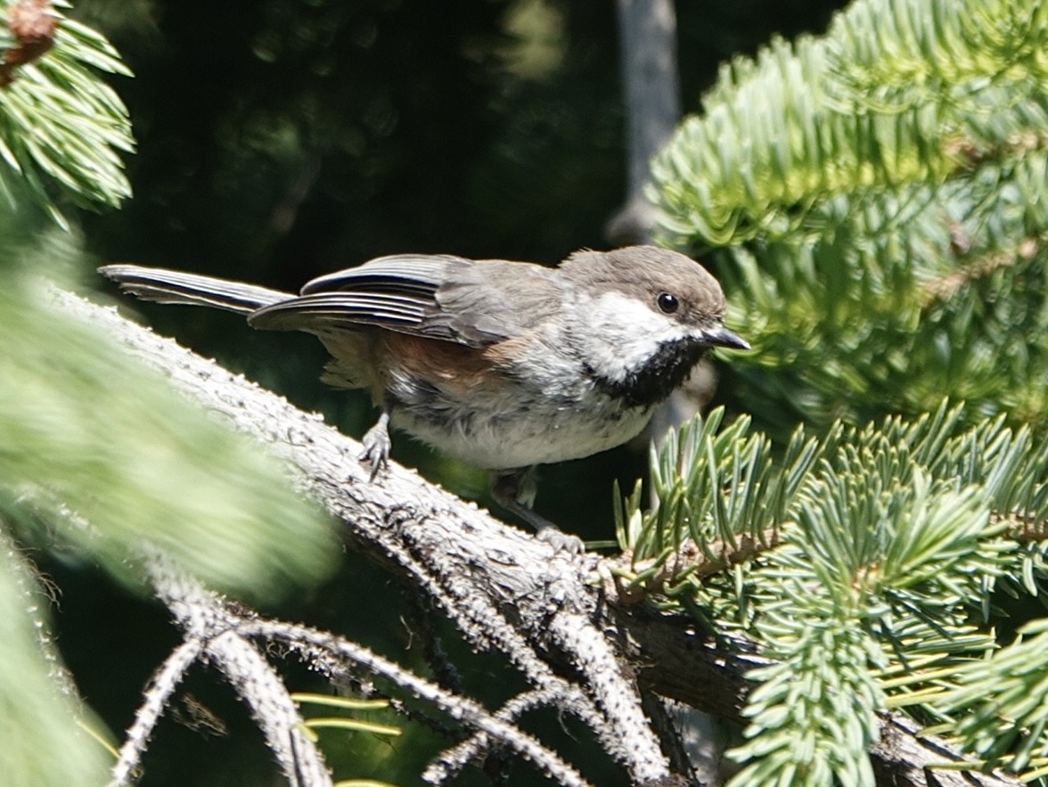 Boreal Chickadee - ML588974111