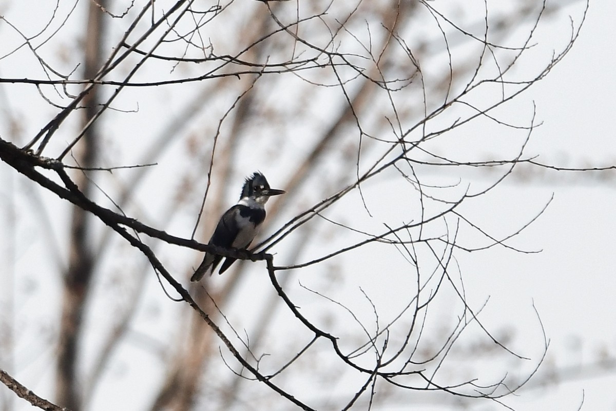 Belted Kingfisher - ML588974921