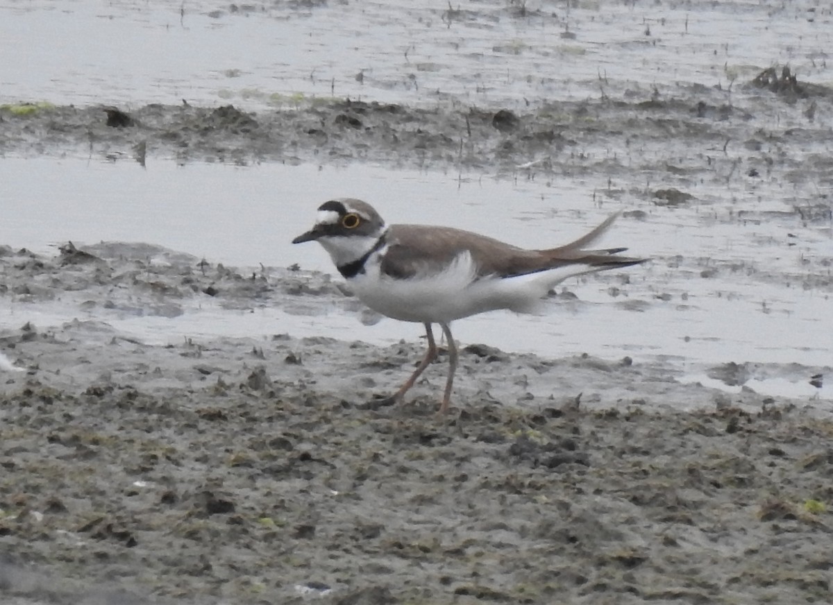 Little Ringed Plover - ML588974931