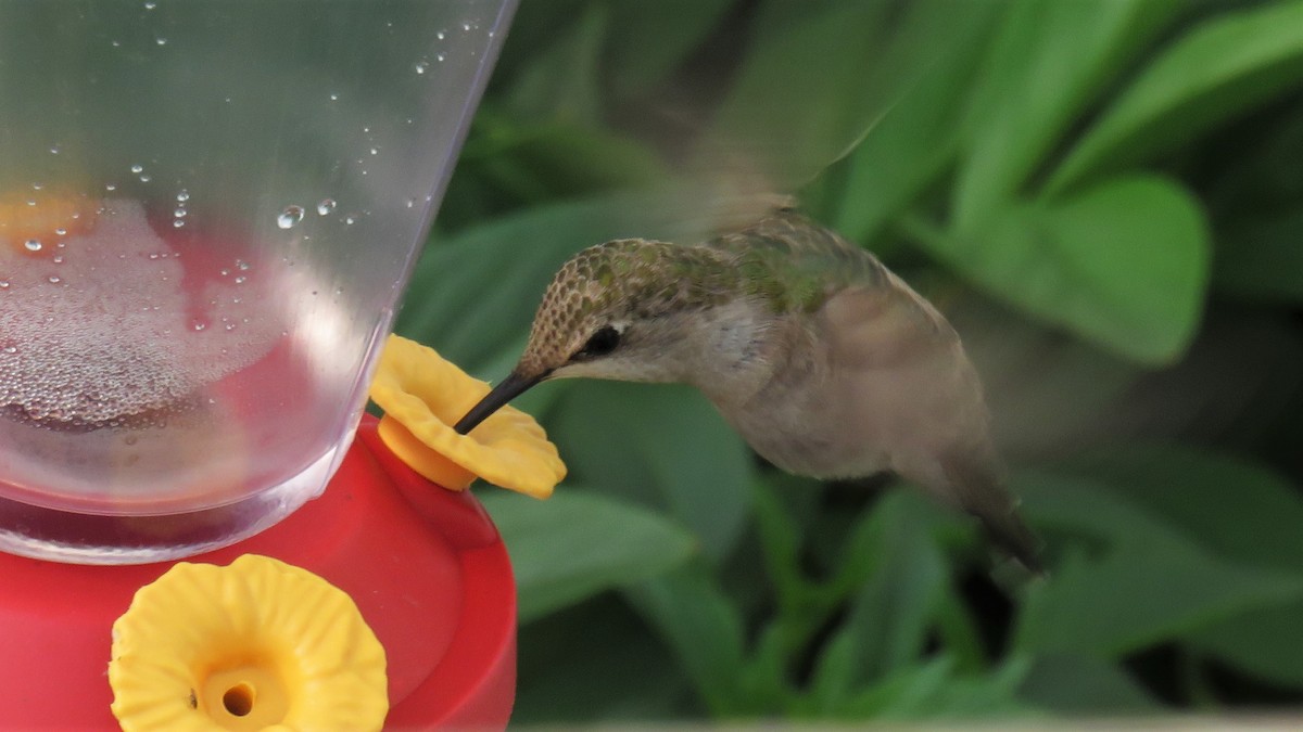 Ruby-throated/Black-chinned Hummingbird - Christopher Frick