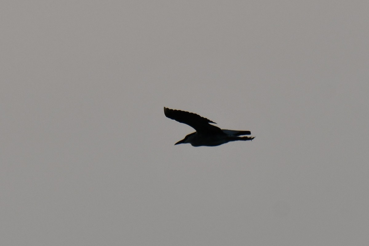 Black-crowned Night Heron - ML588976141