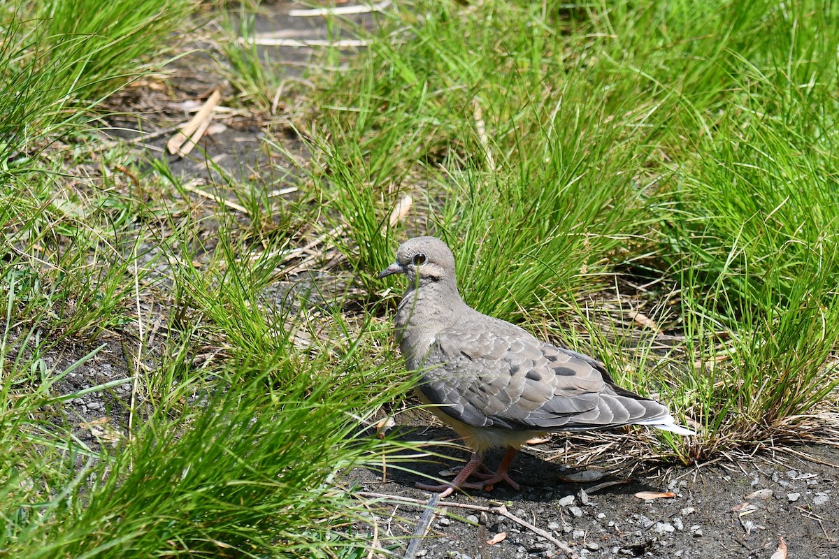 Mourning Dove - ML588976371