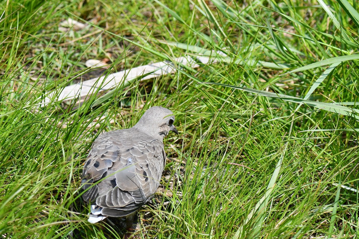Mourning Dove - ML588976381