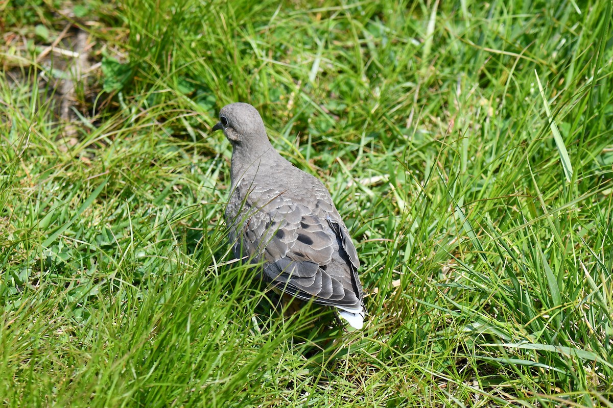 Mourning Dove - ML588976391