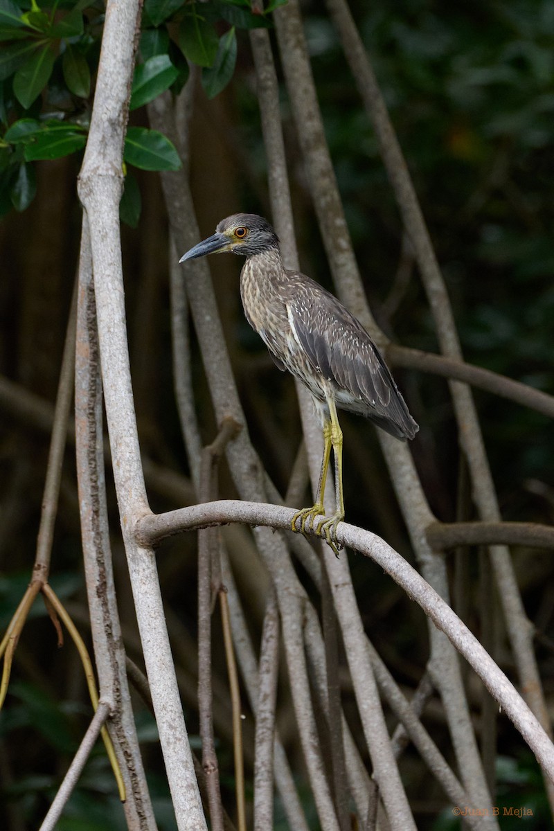 Yellow-crowned Night Heron - ML588976591