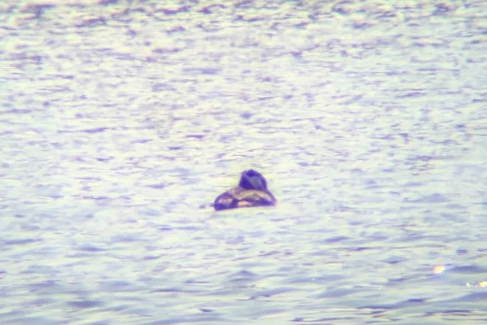 Буурал шунгуур - ML588976651