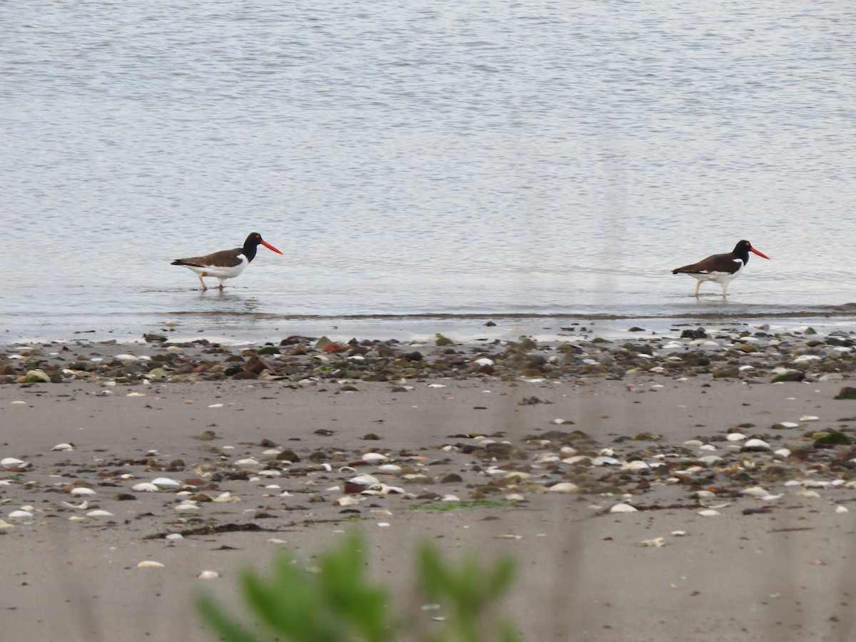 American Oystercatcher - ML58897721