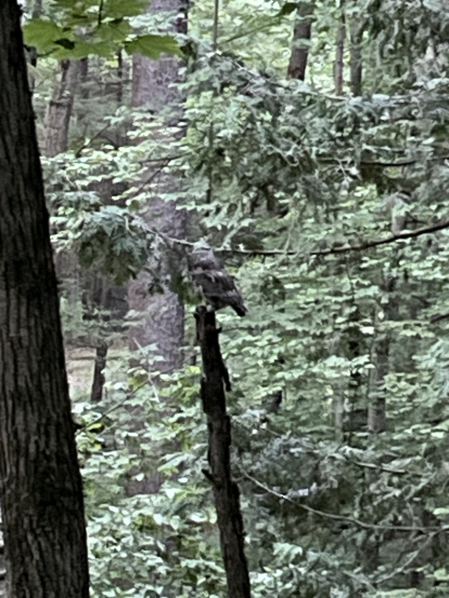 Eastern Screech-Owl - ML588977801