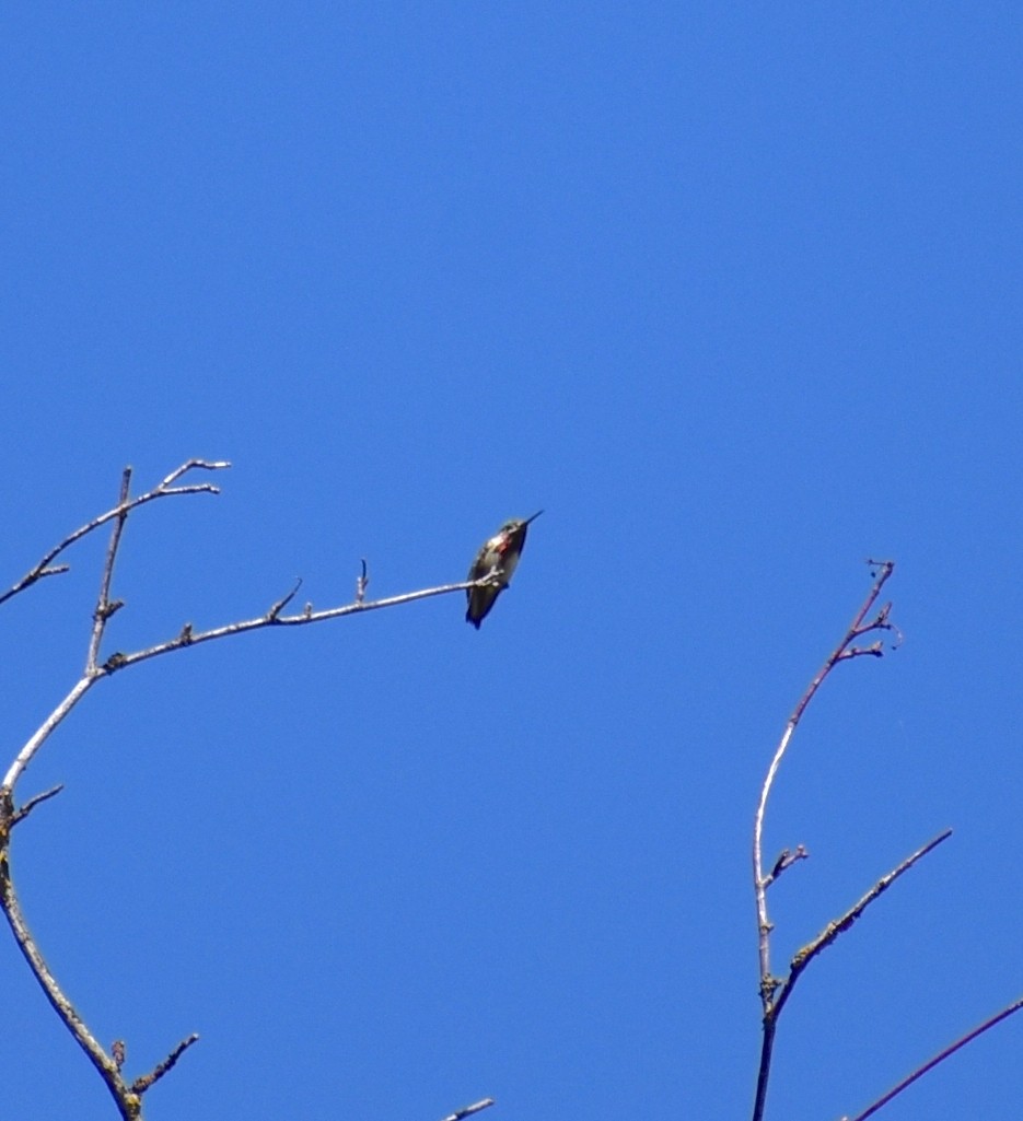 Calliope Hummingbird - ML588978211