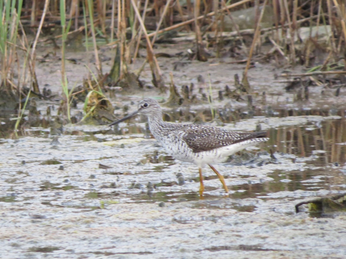 Greater Yellowlegs - ML58897851