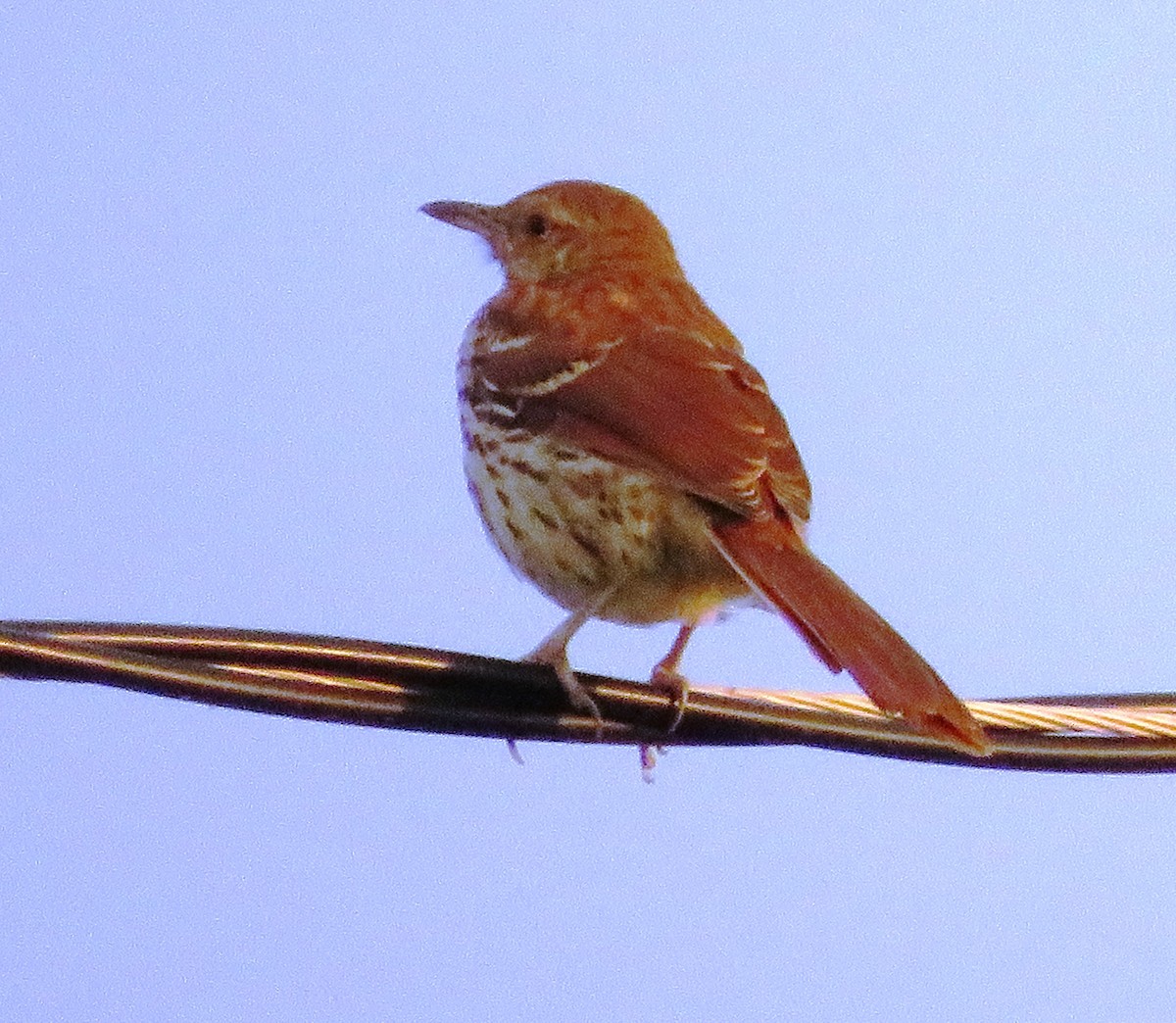 drozdec hnědý - ML588980121