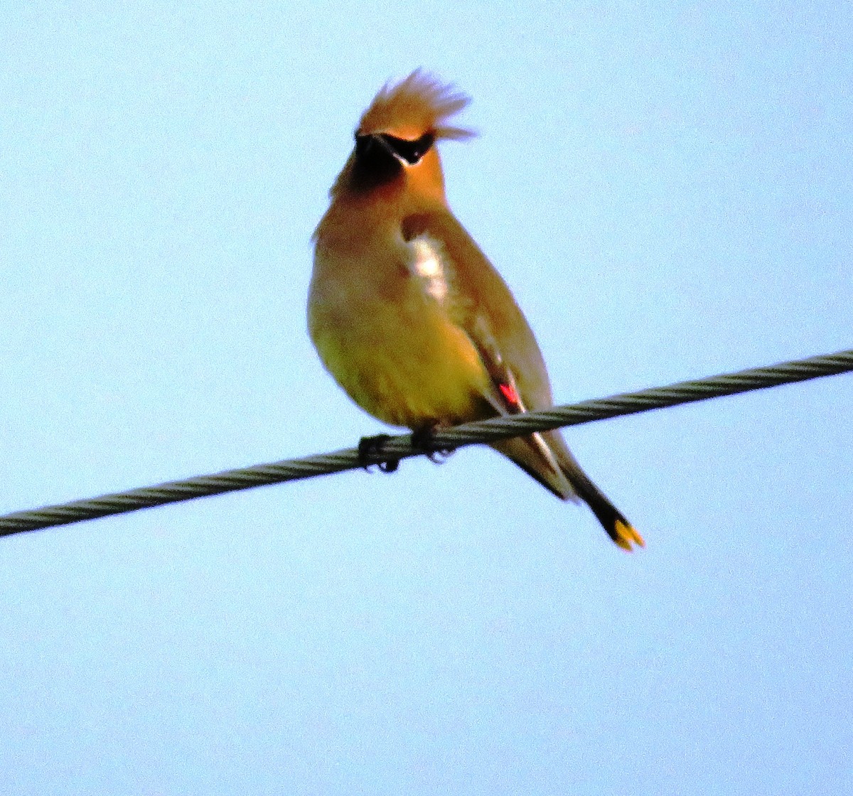 brkoslav americký - ML588980351