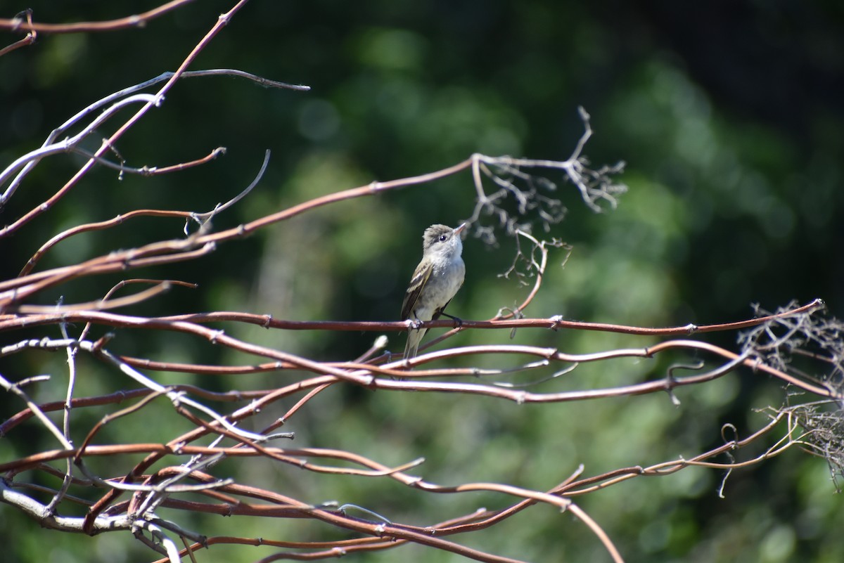 Willow Flycatcher - ML588980421