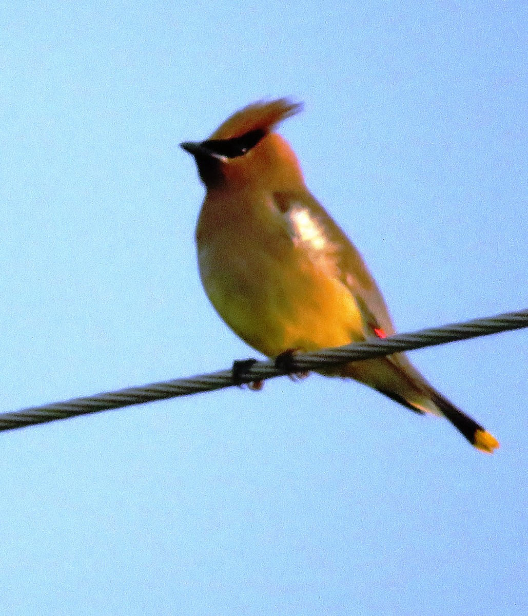 brkoslav americký - ML588980481