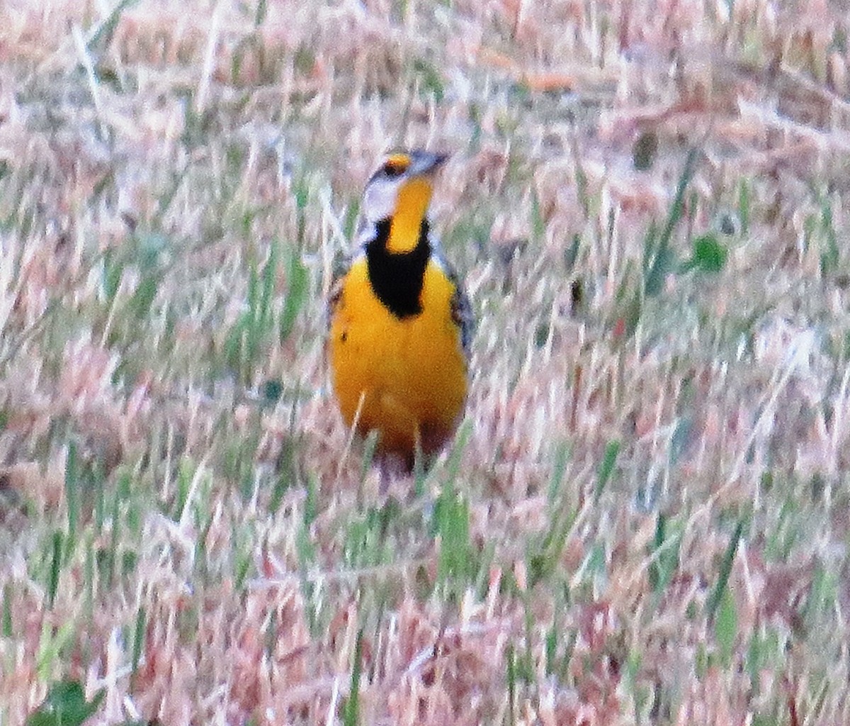 Eastern Meadowlark - ML588980561