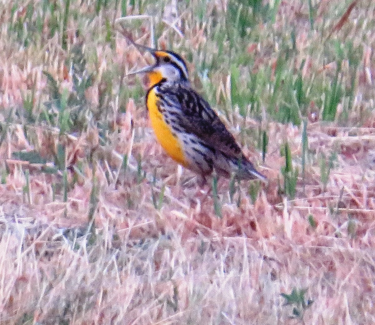 Eastern Meadowlark - ML588980591