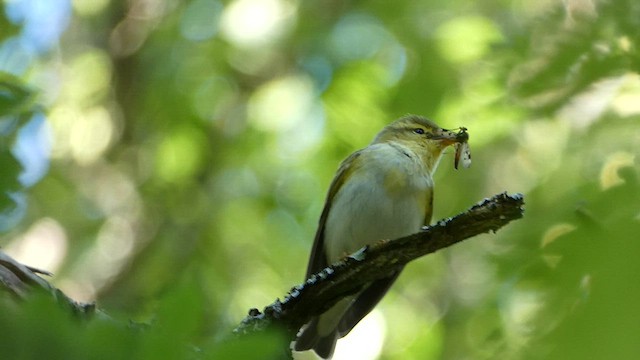 Wood Warbler - ML588981051