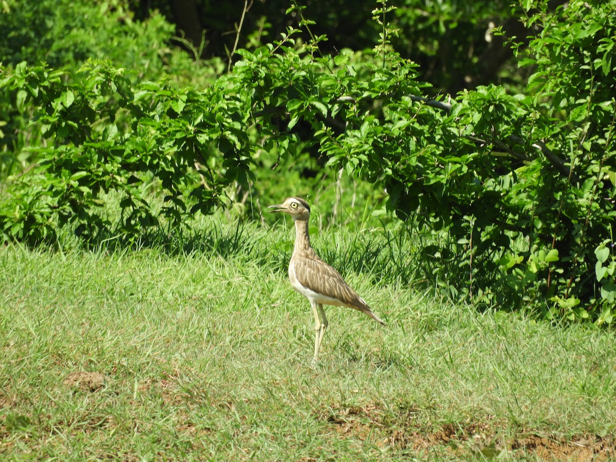 Double-striped Thick-knee - ML588981361