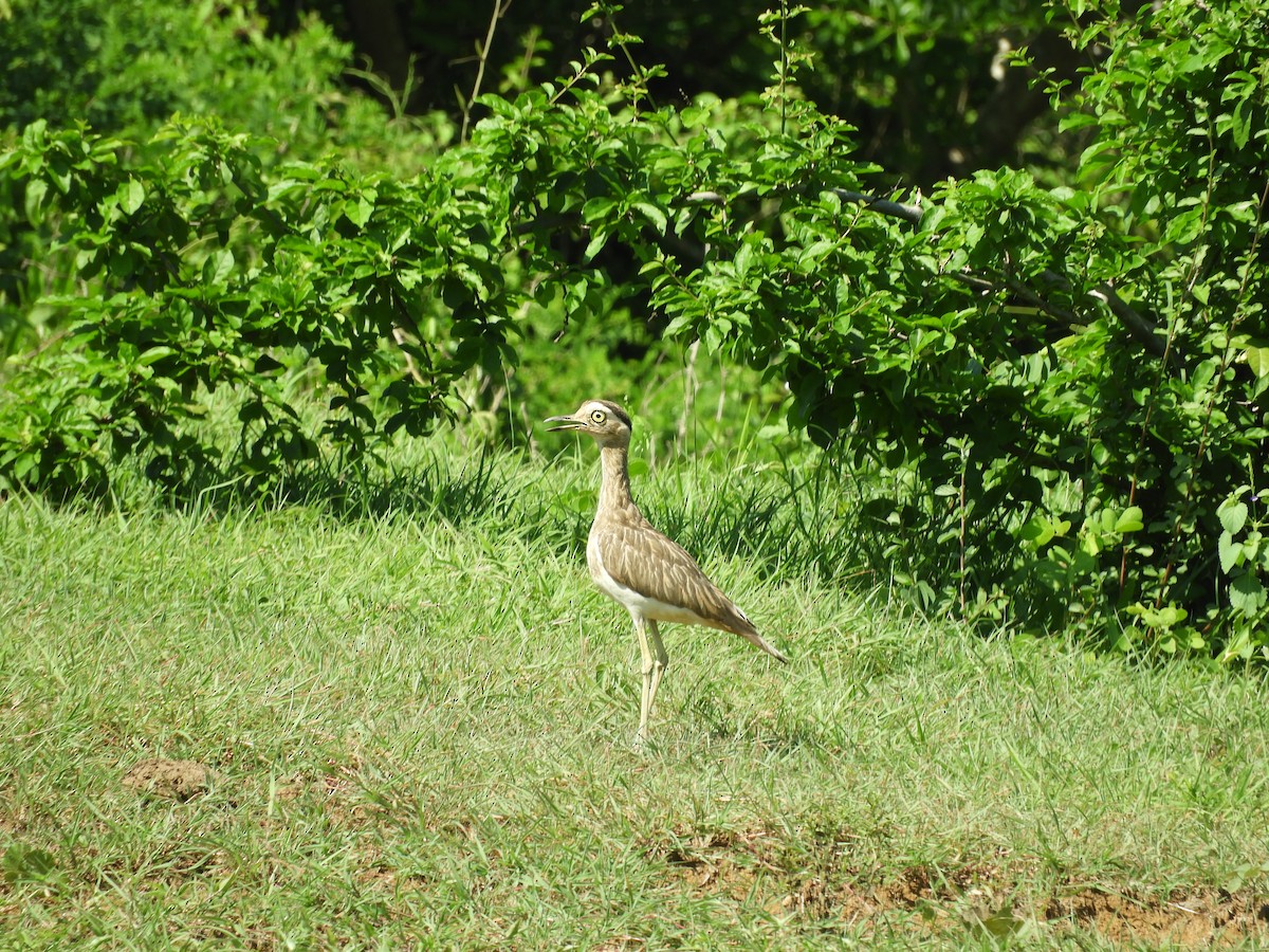 Double-striped Thick-knee - ML588981371