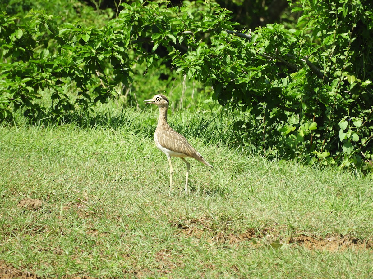 Double-striped Thick-knee - ML588981381
