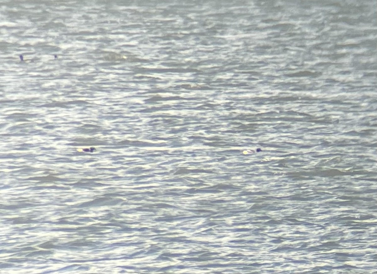 Long-tailed Duck - ML588982351